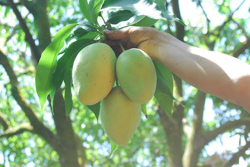 FRESH VIETNAMESE FARM MANGO – DIRECT SUPPLIER | SWEET TROPICAL FRUIT FOR BULK WHOLESALE & EXPORT 2