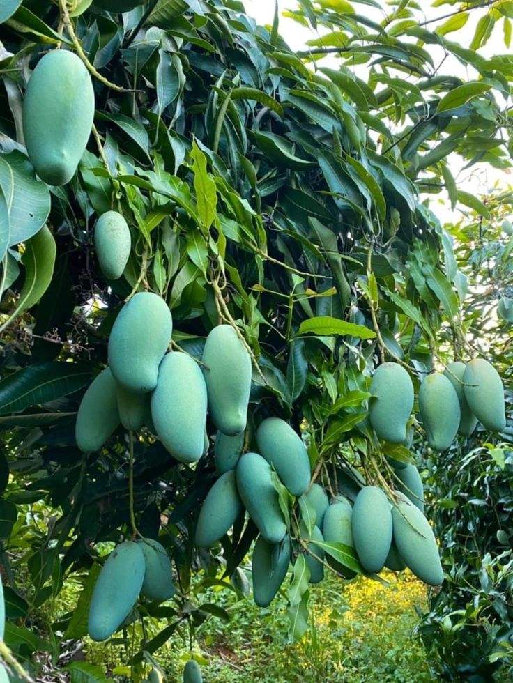 FRESH VIETNAMESE FARM MANGO – DIRECT SUPPLIER | SWEET TROPICAL FRUIT FOR BULK WHOLESALE & EXPORT 3