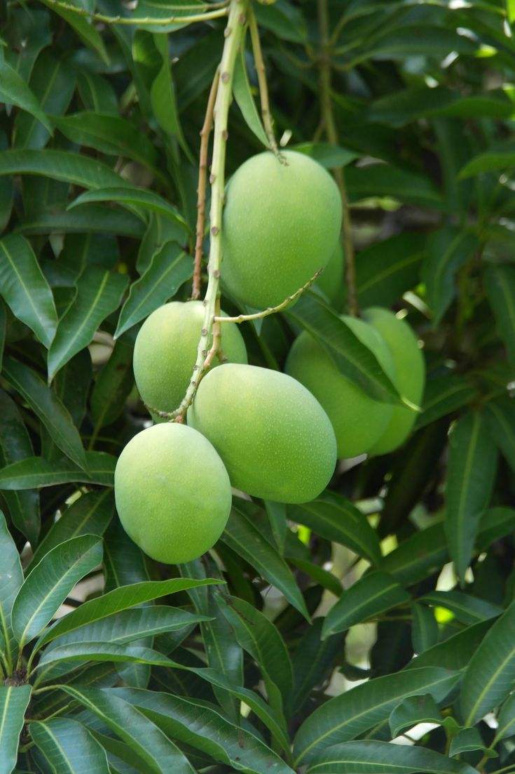 FRESH VIETNAMESE FARM MANGO – DIRECT SUPPLIER | SWEET TROPICAL FRUIT FOR BULK WHOLESALE & EXPORT 4