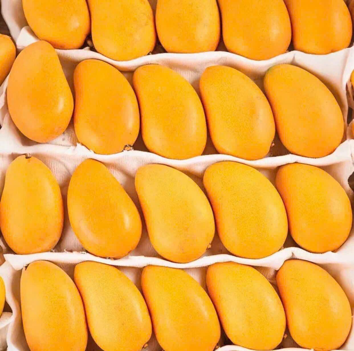 VIETNAMESE MANGO MUT – FRESH SWEET-TANGY TROPICAL MANGO FOR WHOLESALE & EXPORT