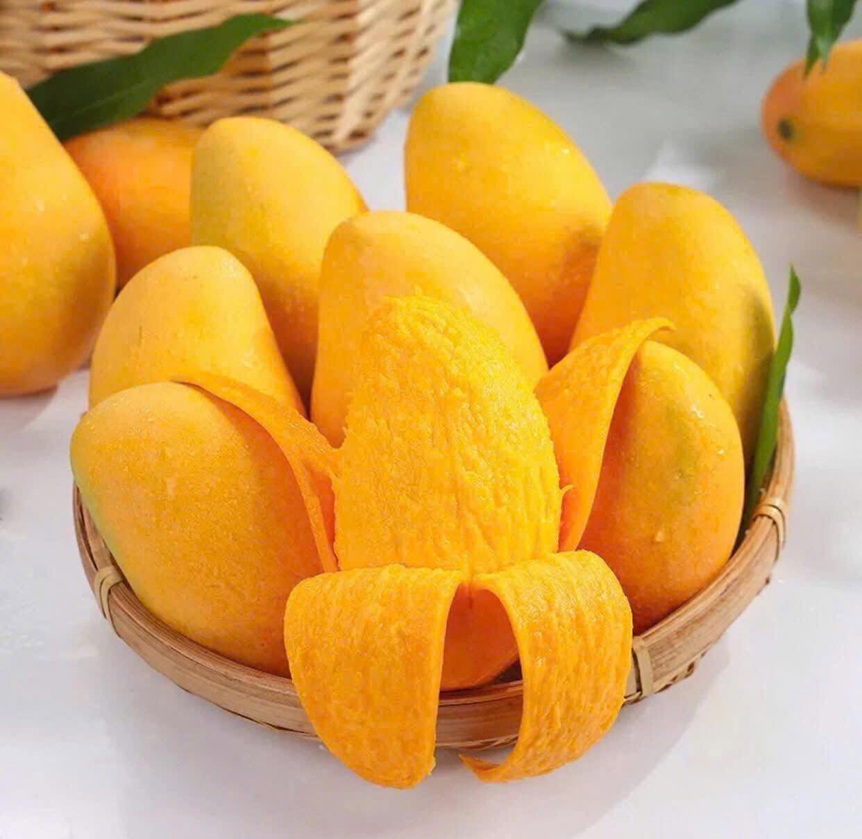 VIETNAMESE MANGO MUT – FRESH SWEET-TANGY TROPICAL MANGO FOR WHOLESALE & EXPORT 3
