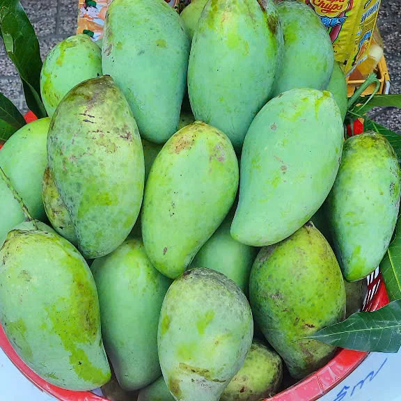 SIAM MANGO – VIETNAM | FRESH SWEET-TANGY TROPICAL FRUIT FOR WHOLESALE & EXPORT