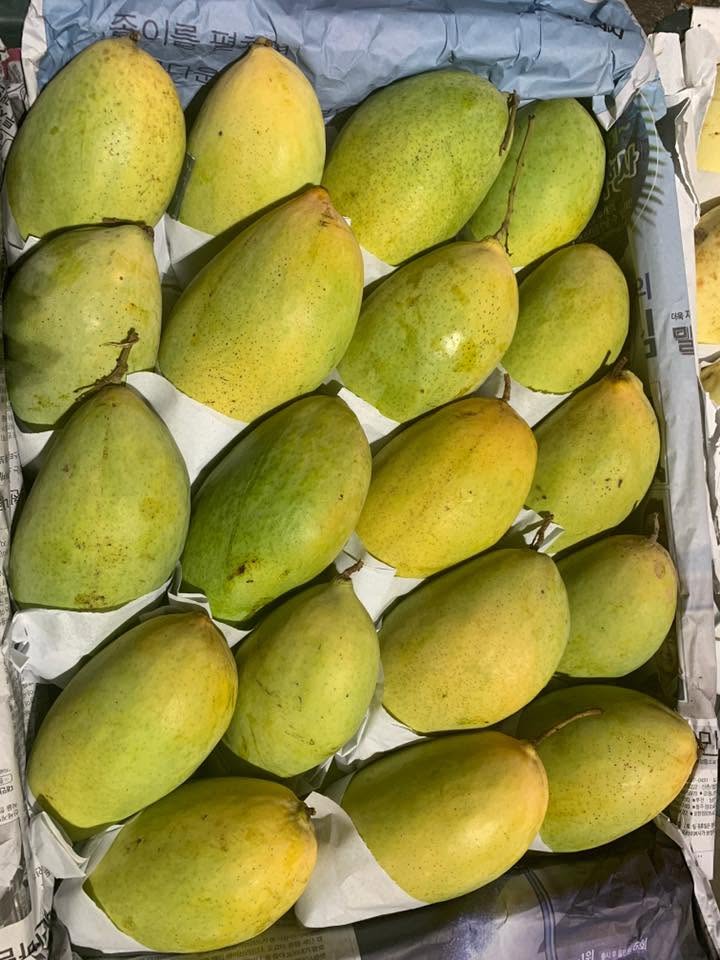 SIAM MANGO – VIETNAM | FRESH SWEET-TANGY TROPICAL FRUIT FOR WHOLESALE & EXPORT 2