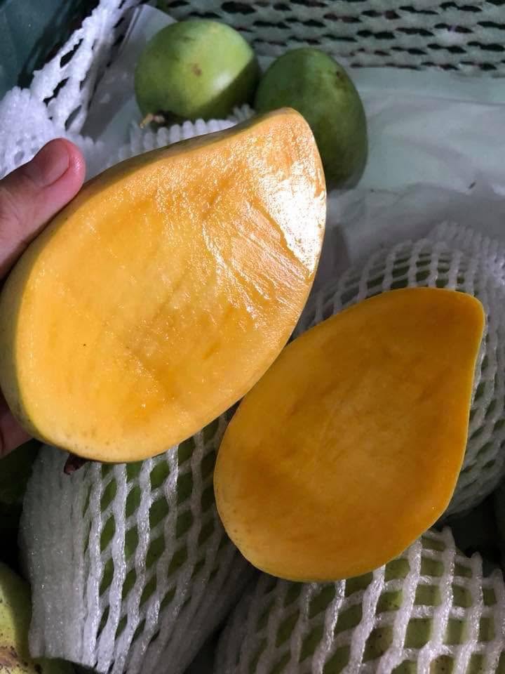 SIAM MANGO – VIETNAM | FRESH SWEET-TANGY TROPICAL FRUIT FOR WHOLESALE & EXPORT 3