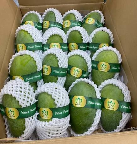 GREEN-SKIN TUONG MANGO – VIETNAM | LARGE FRESH MANGO FOR WHOLESALE & EXPORT