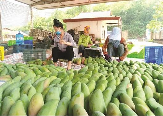 GREEN-SKIN TUONG MANGO – VIETNAM | LARGE FRESH MANGO FOR WHOLESALE & EXPORT 2