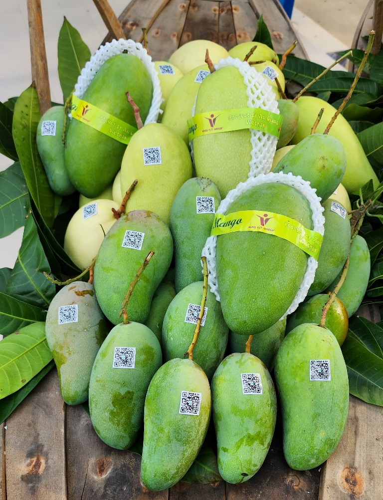 GREEN-SKIN TUONG MANGO – VIETNAM | LARGE FRESH MANGO FOR WHOLESALE & EXPORT 3