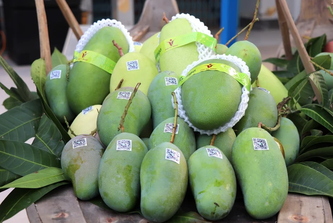 GREEN-SKIN TUONG MANGO – VIETNAM | LARGE FRESH MANGO FOR WHOLESALE & EXPORT 4