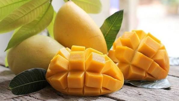 CANNED MANGO DICE – VIETNAM | SWEET TROPICAL FRUIT FOR WHOLESALE & EXPORT 2