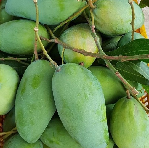 KHIEU SA VOI MANGO – VIETNAM | FRESH TROPICAL MANGO FOR WHOLESALE & EXPORT