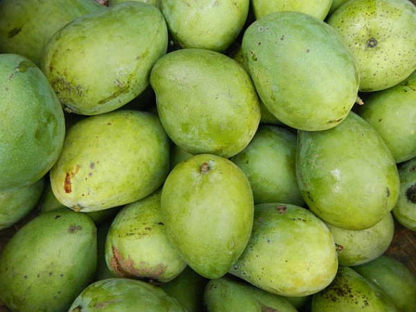 KHIEU SA VOI MANGO – VIETNAM | FRESH TROPICAL MANGO FOR WHOLESALE & EXPORT 2