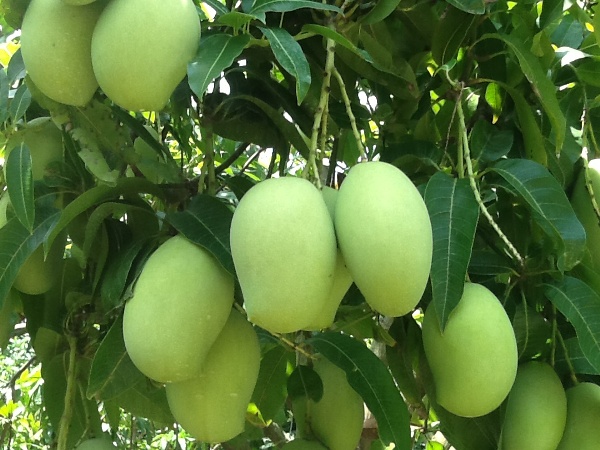 KHIEU SA VOI MANGO – VIETNAM | FRESH TROPICAL MANGO FOR WHOLESALE & EXPORT 3