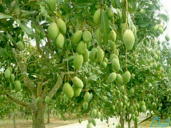 KHIEU SA VOI MANGO – VIETNAM | FRESH TROPICAL MANGO FOR WHOLESALE & EXPORT 4