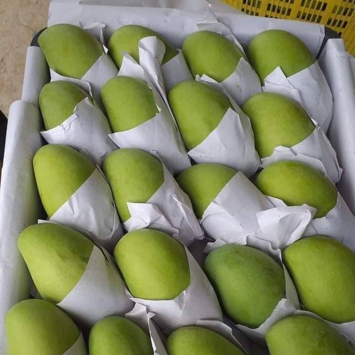PREMIUM VIETNAMESE FRESH MANGO – EXPORT PACKAGING | COMPETITIVE PRICING & RICH TROPICAL FLAVORS