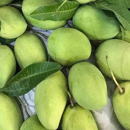 PREMIUM VIETNAMESE FRESH MANGO – EXPORT PACKAGING | COMPETITIVE PRICING & RICH TROPICAL FLAVORS 3