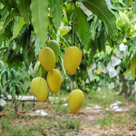 PREMIUM VIETNAMESE FRESH MANGO – EXPORT PACKAGING | COMPETITIVE PRICING & RICH TROPICAL FLAVORS 4
