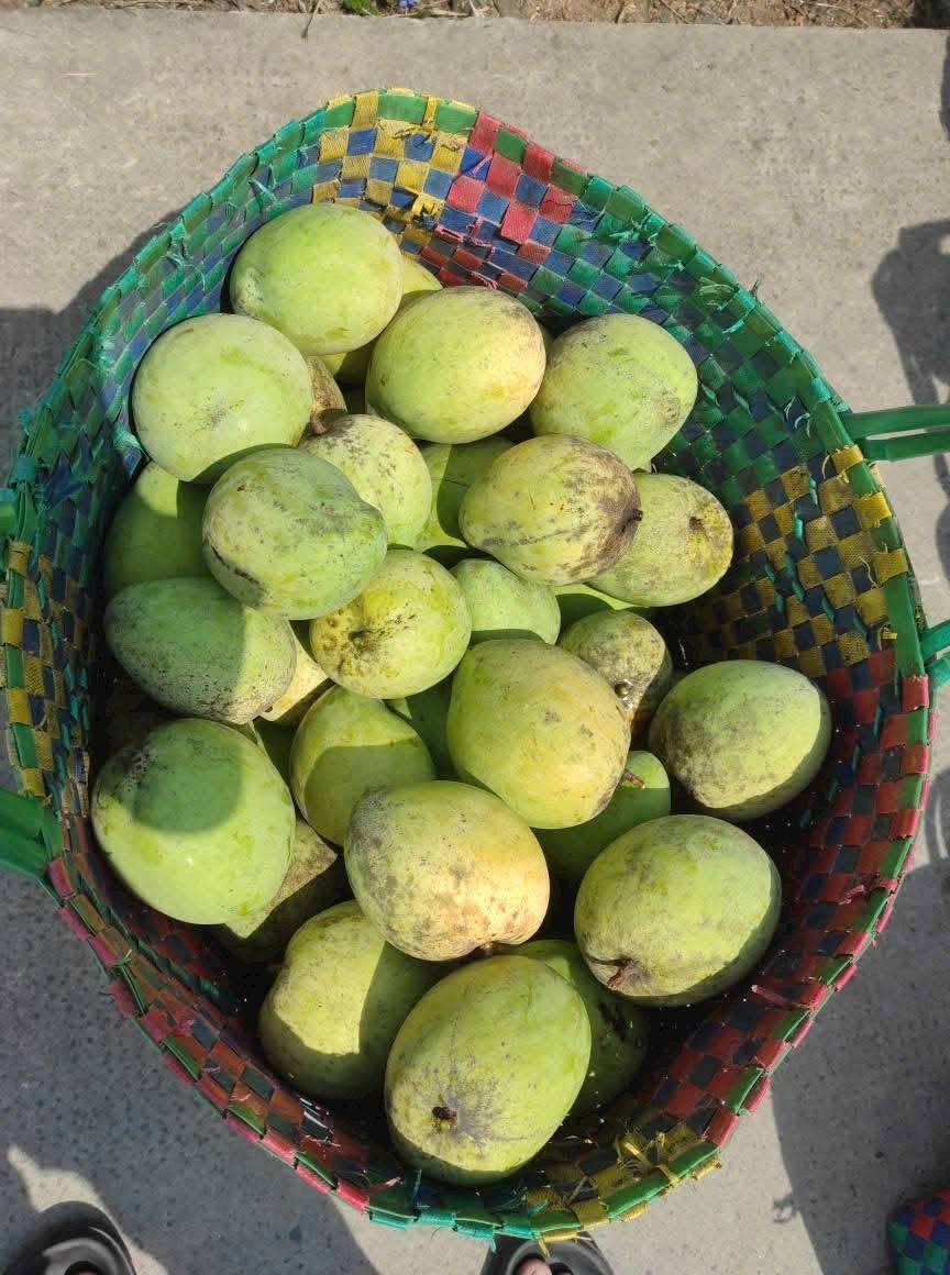 BUOI MANGO – VIETNAM | DISTINCTIVE FRESH TROPICAL MANGO FOR WHOLESALE & EXPORT 2