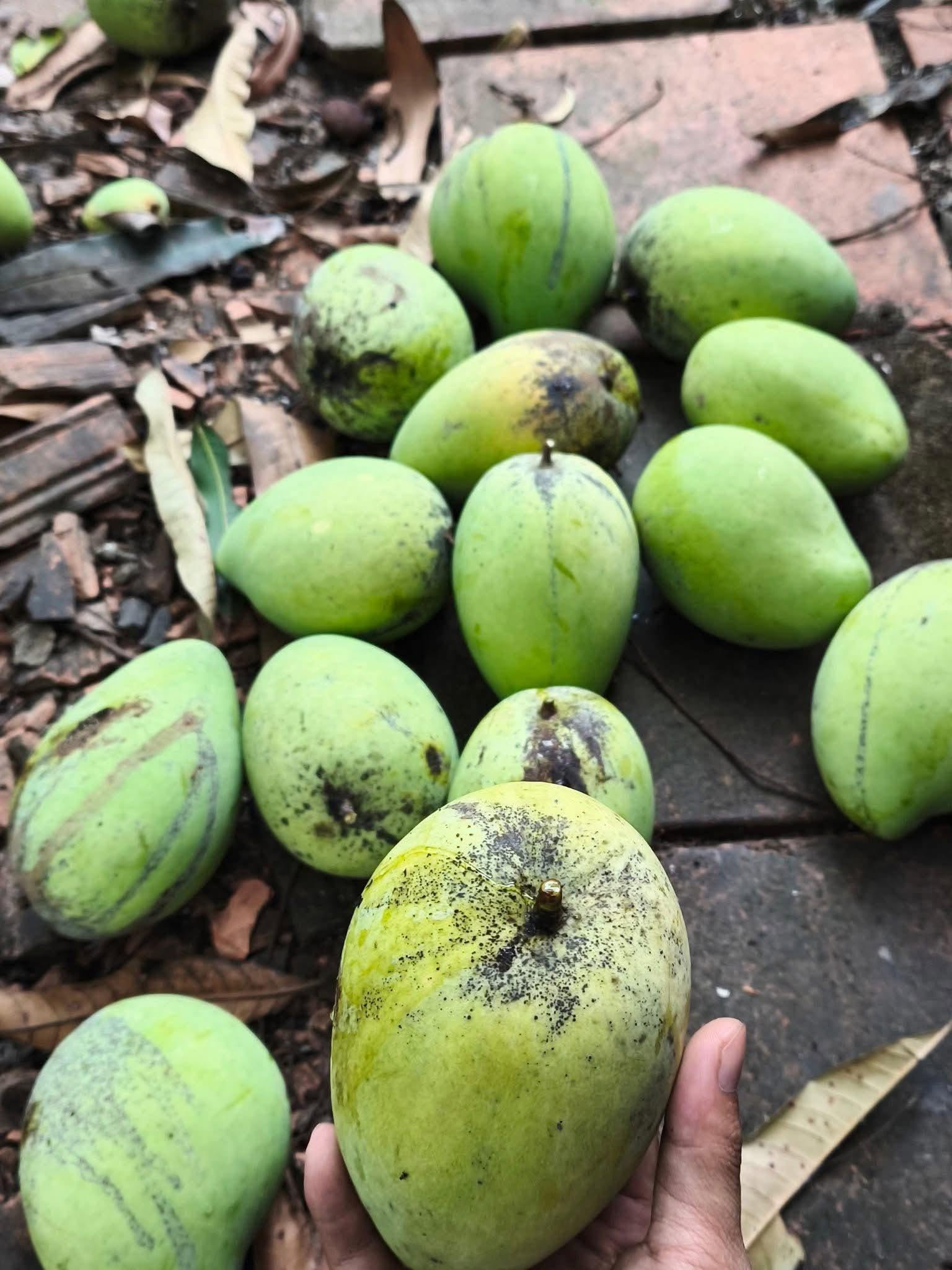 BUOI MANGO – VIETNAM | DISTINCTIVE FRESH TROPICAL MANGO FOR WHOLESALE & EXPORT 3