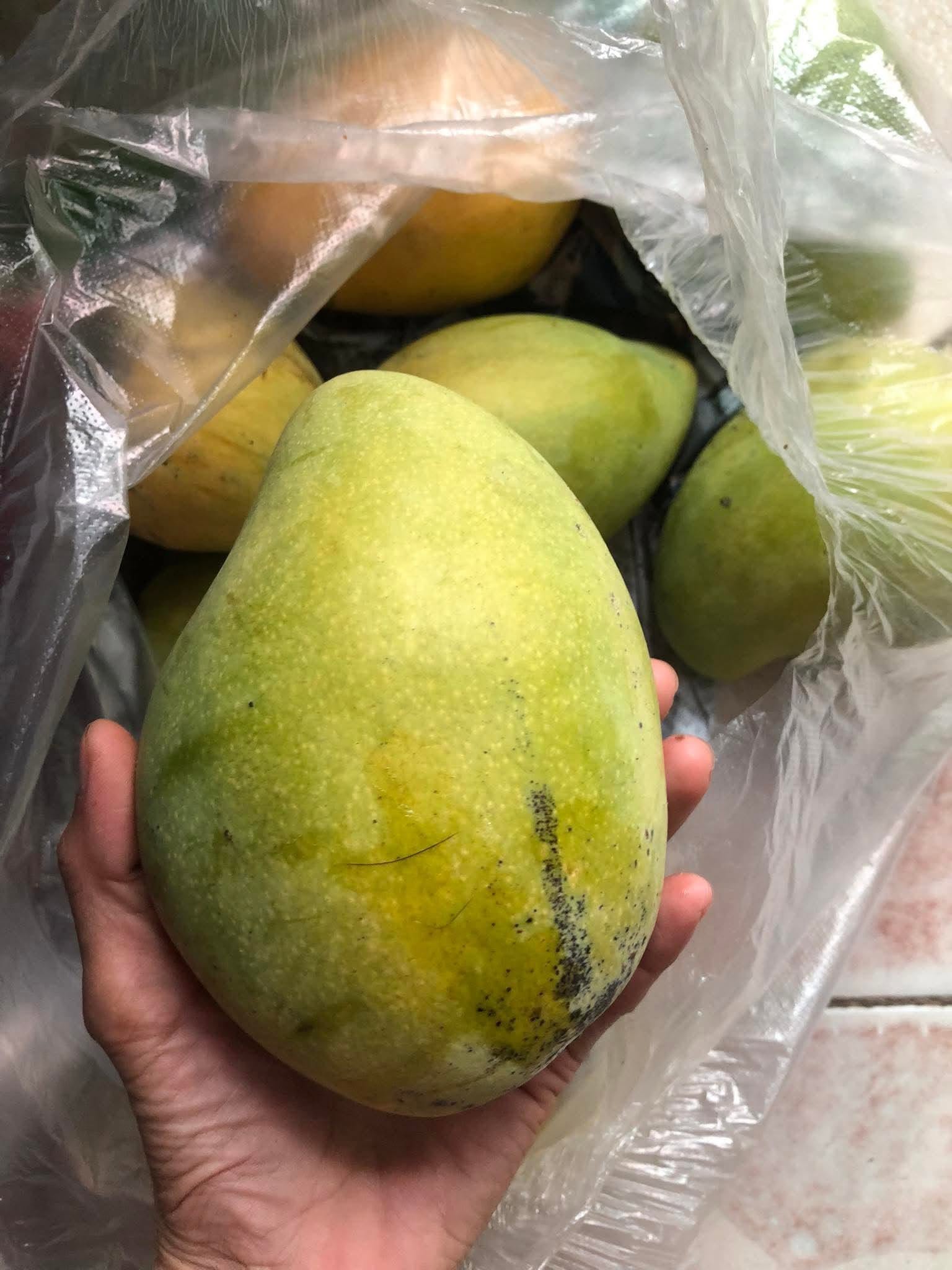 BUOI MANGO – VIETNAM | DISTINCTIVE FRESH TROPICAL MANGO FOR WHOLESALE & EXPORT 4