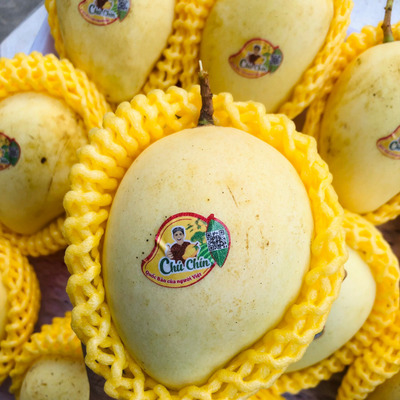 FRESH VIETNAMESE MANGO SUPPLIER – KEO & CAT CHU | BULK WHOLESALE FOR EXPORT BUYERS 4