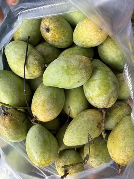 GRAFTED MANGO – VIETNAM | FRESH TROPICAL FRUIT FOR WHOLESALE & EXPORT 2