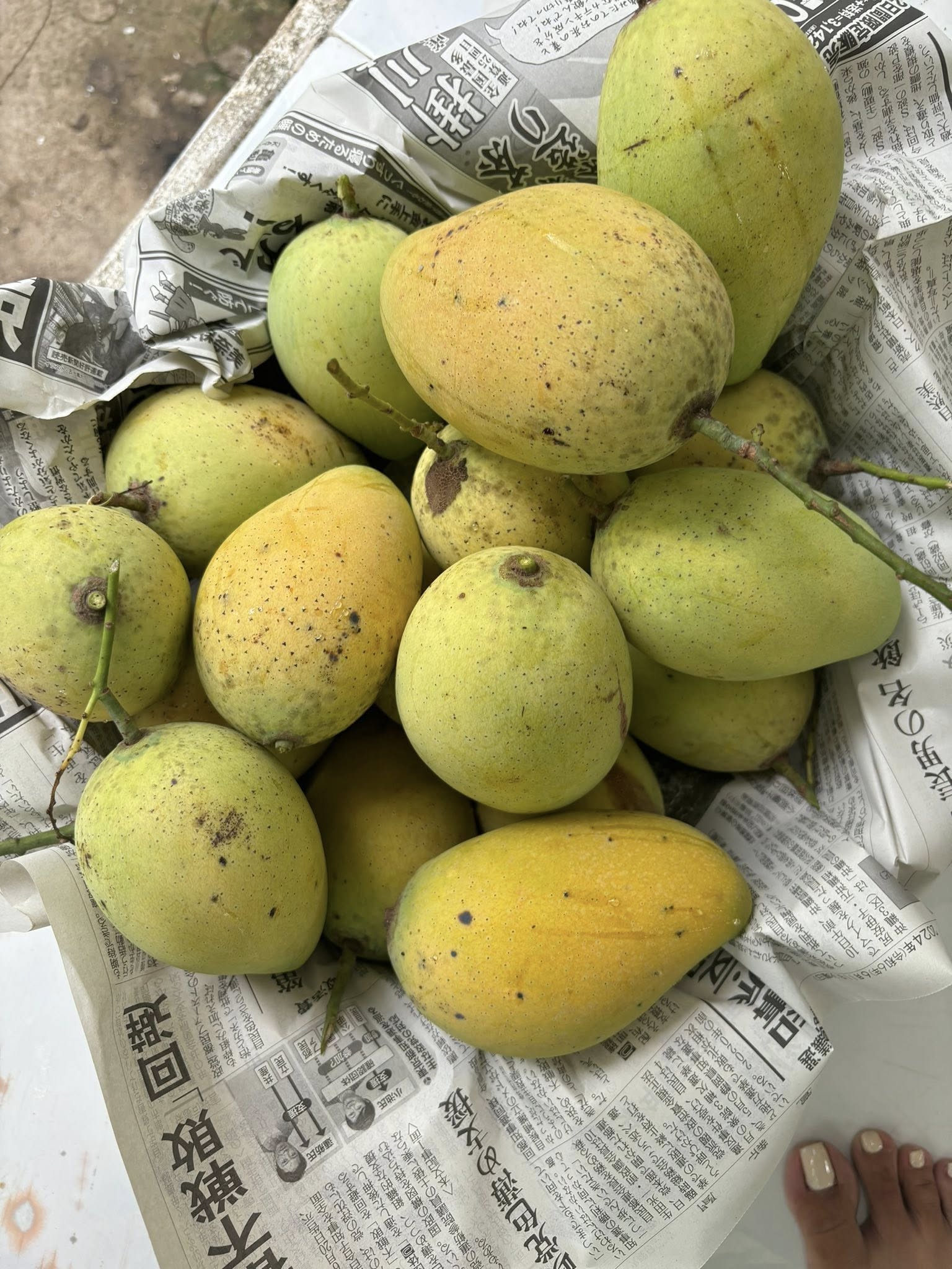 GRAFTED MANGO – VIETNAM | FRESH TROPICAL FRUIT FOR WHOLESALE & EXPORT 3