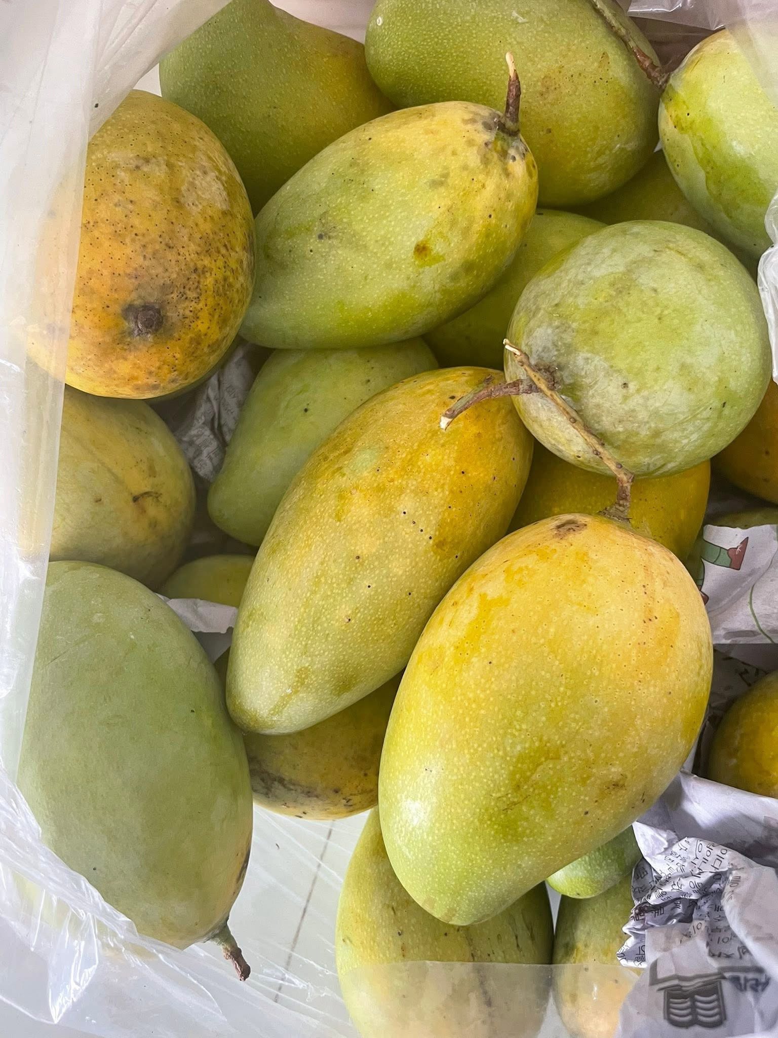 GRAFTED MANGO – VIETNAM | FRESH TROPICAL FRUIT FOR WHOLESALE & EXPORT 4