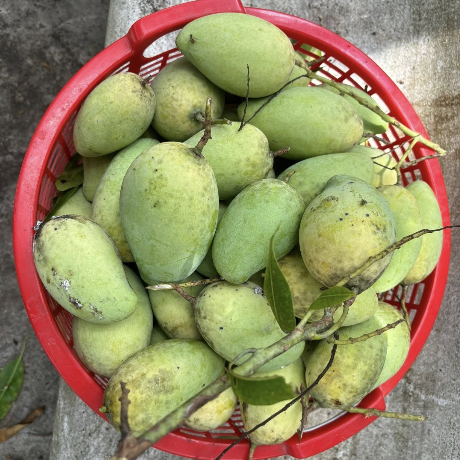 GRAFTED MANGO – VIETNAM | FRESH TROPICAL FRUIT FOR WHOLESALE & EXPORT