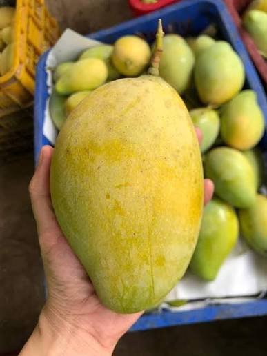 FREEZE-DRIED SOFT MANGO SNACK 500G – VIETNAM | TENDER TROPICAL FRUIT FOR WHOLESALE & EXPORT 4