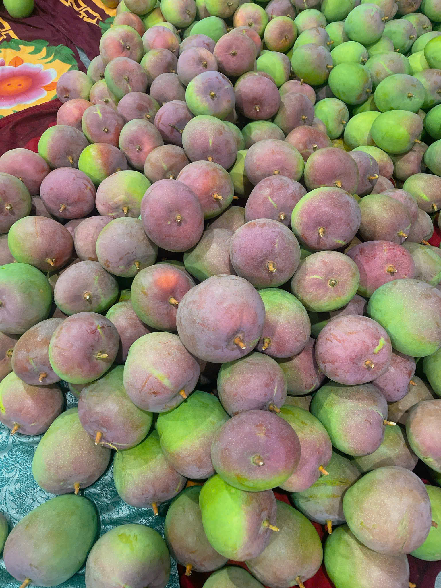 GRADE 1 FRESH VIETNAMESE MANGO – NATURAL SWEETNESS | NON-GMO WHOLESALE & EXPORT 3
