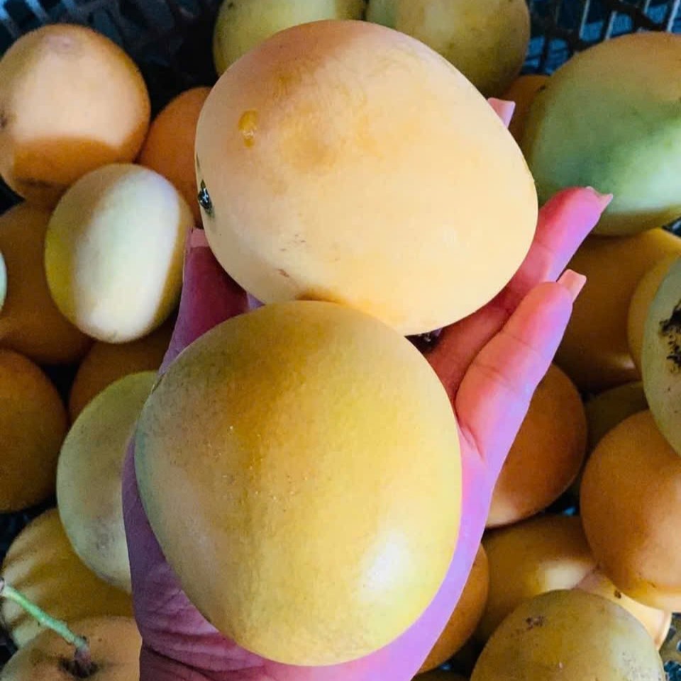 HON MANGO – VIETNAM | FRESH TROPICAL MANGO FOR WHOLESALE & EXPORT