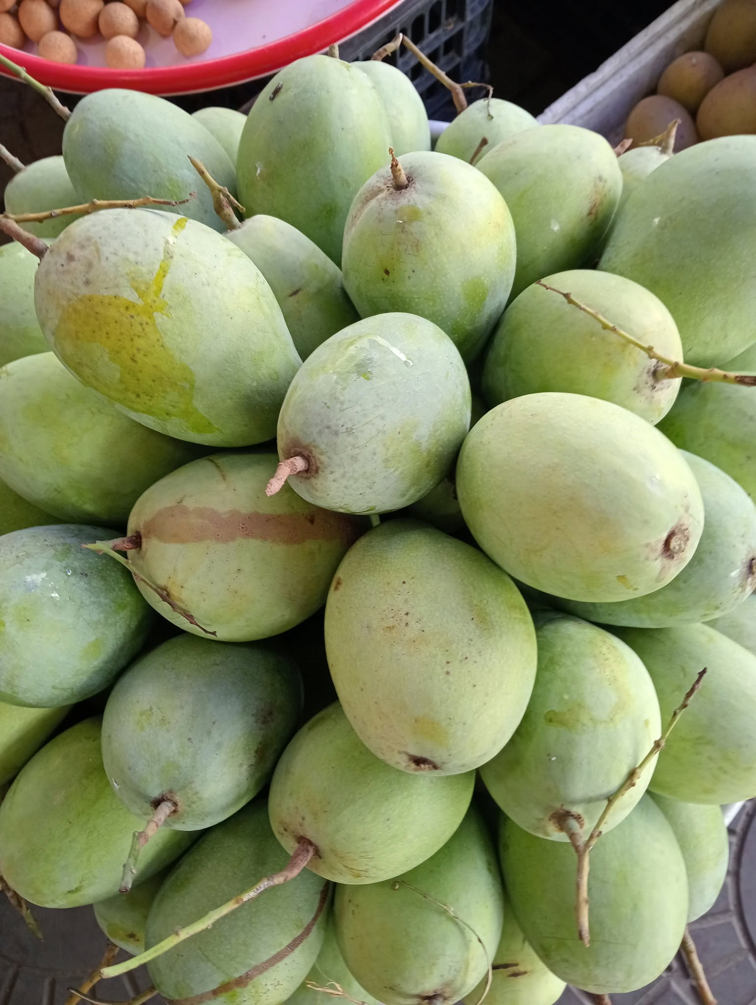 HON MANGO – VIETNAM | FRESH TROPICAL MANGO FOR WHOLESALE & EXPORT 2