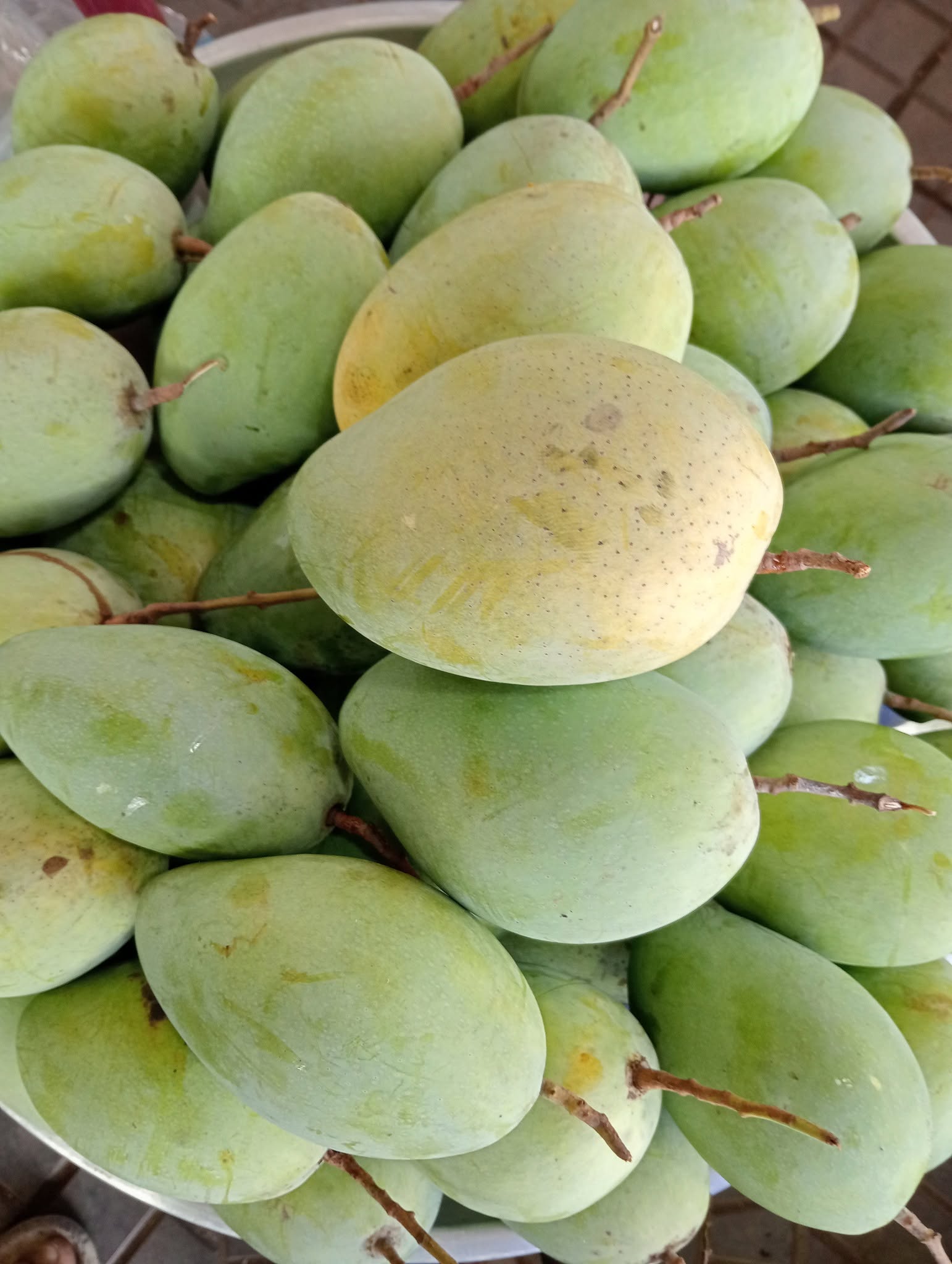HON MANGO – VIETNAM | FRESH TROPICAL MANGO FOR WHOLESALE & EXPORT 3
