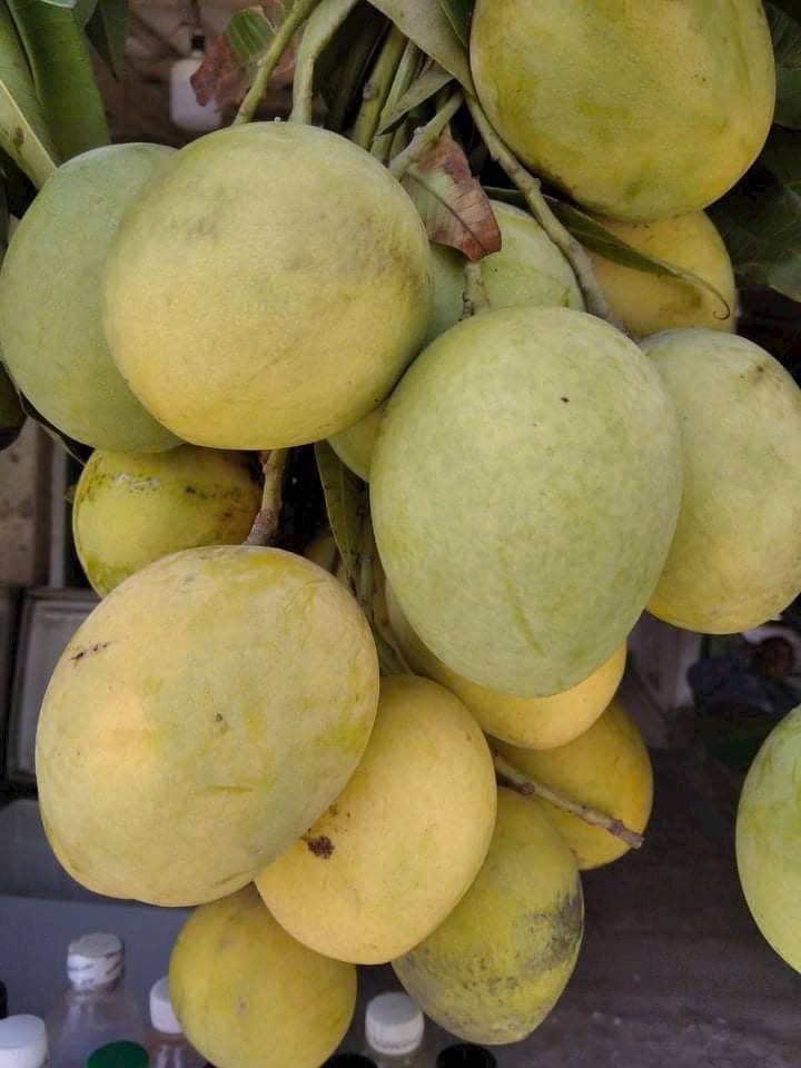 HON MANGO – VIETNAM | FRESH TROPICAL MANGO FOR WHOLESALE & EXPORT 4