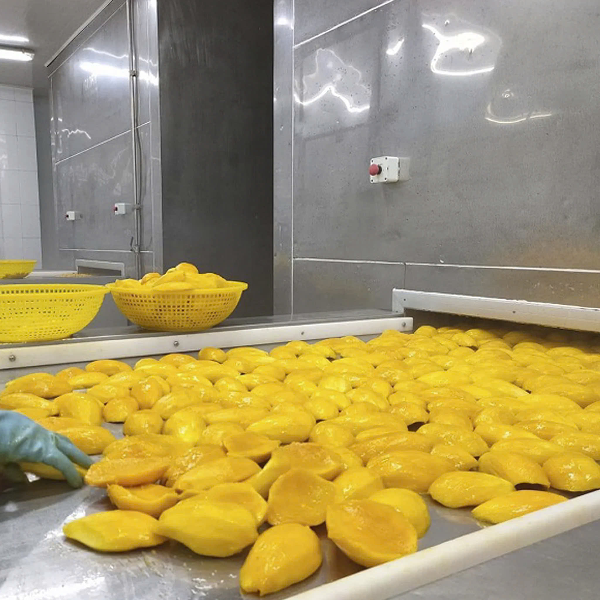FROZEN MANGO – VIETNAM | HIGH-QUALITY BULK WHOLESALE & EXPORT SUPPLY