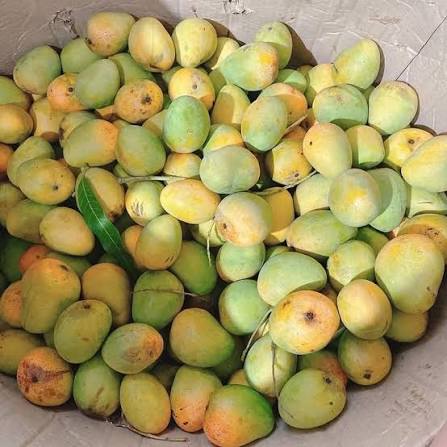 YEN CHAU MANGO – VIETNAM | DISTINCTIVE LOCAL MANGO FOR WHOLESALE & EXPORT