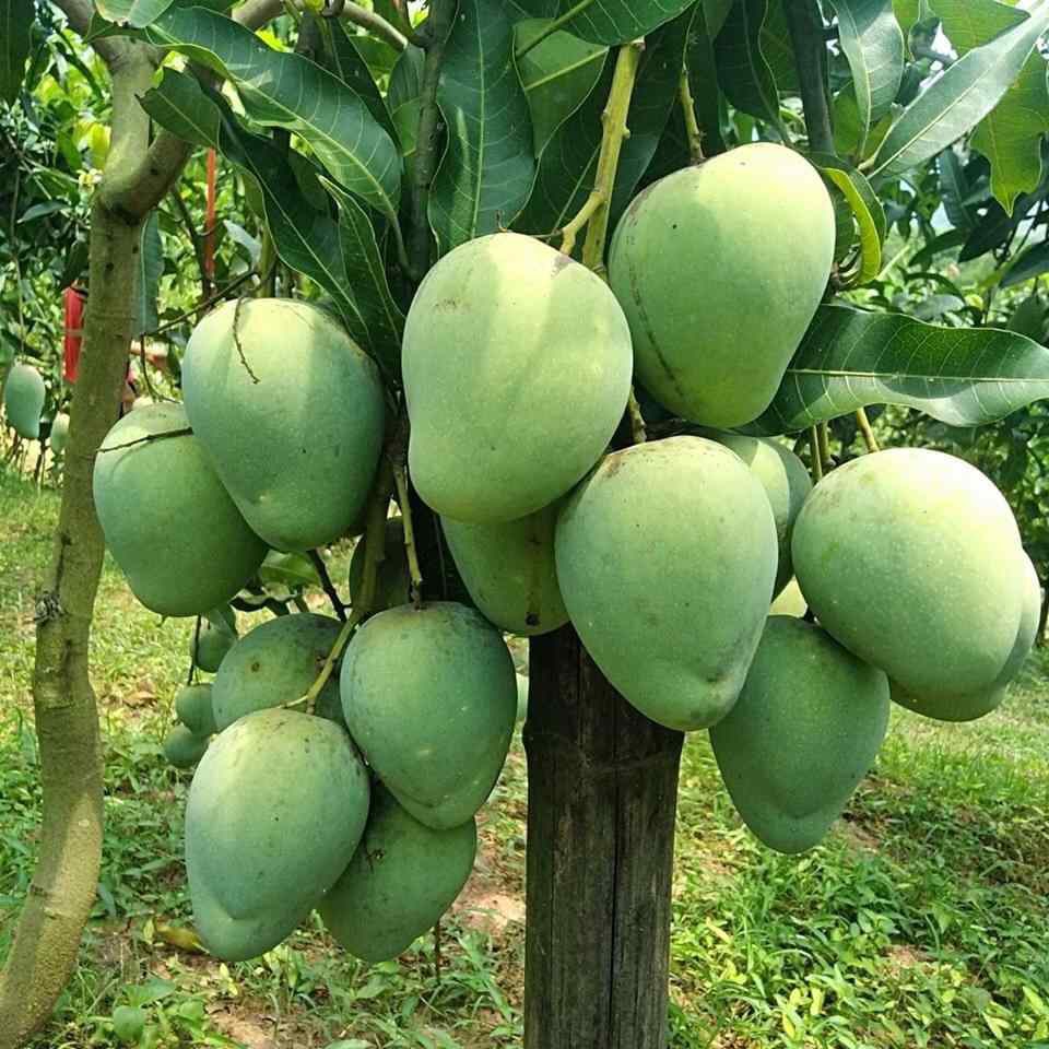 YEN CHAU MANGO – VIETNAM | DISTINCTIVE LOCAL MANGO FOR WHOLESALE & EXPORT 2