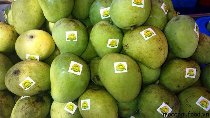 YEN CHAU MANGO – VIETNAM | DISTINCTIVE LOCAL MANGO FOR WHOLESALE & EXPORT 3