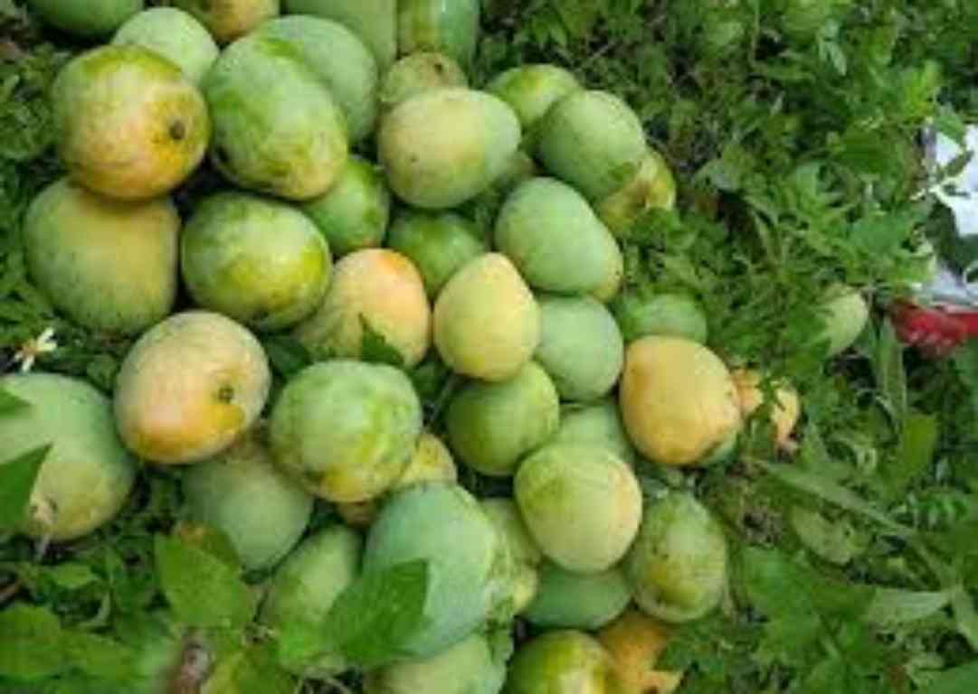 YEN CHAU MANGO – VIETNAM | DISTINCTIVE LOCAL MANGO FOR WHOLESALE & EXPORT 4