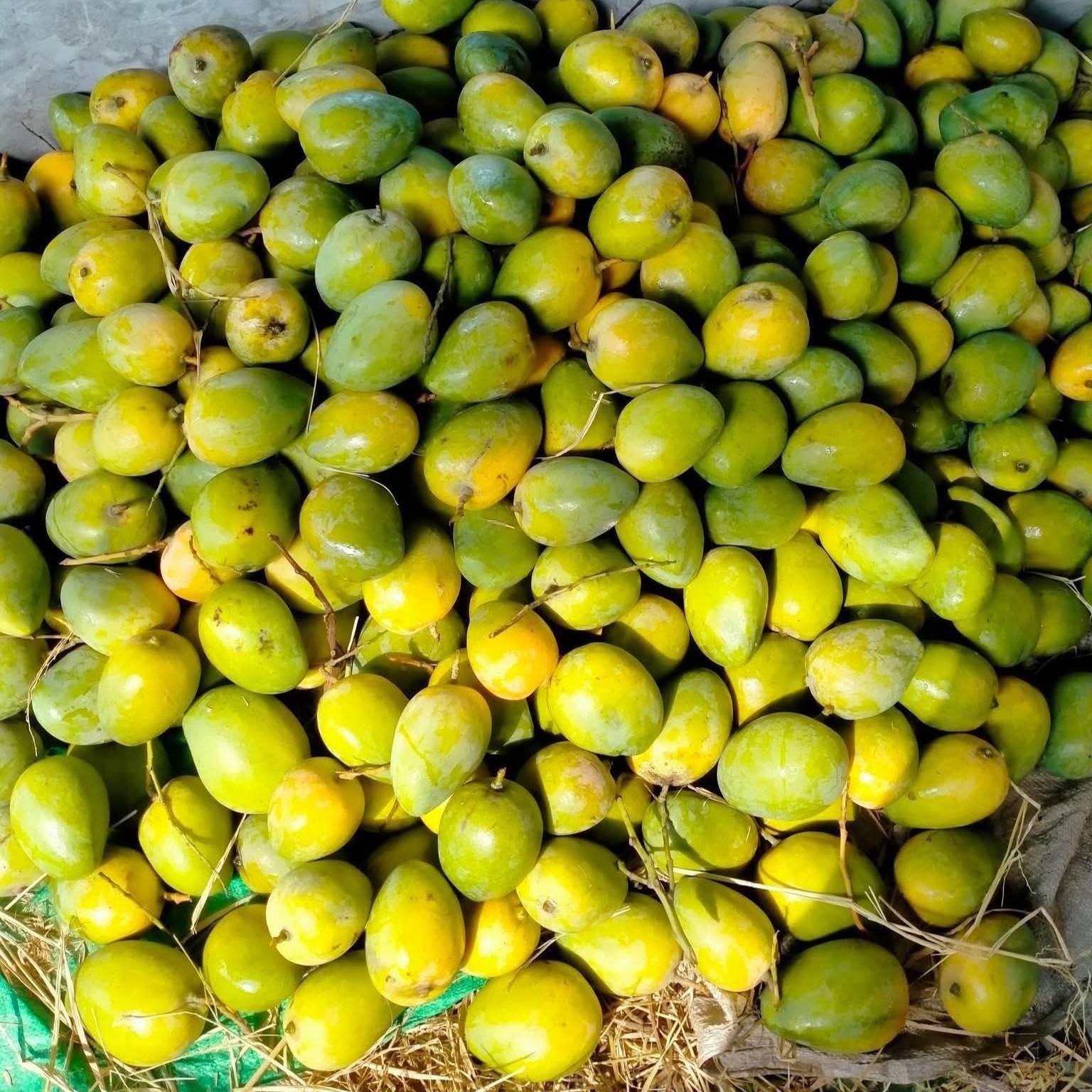 SUOI TO MANGO – VIETNAM | FRESH LOCAL MANGO FOR WHOLESALE & EXPORT
