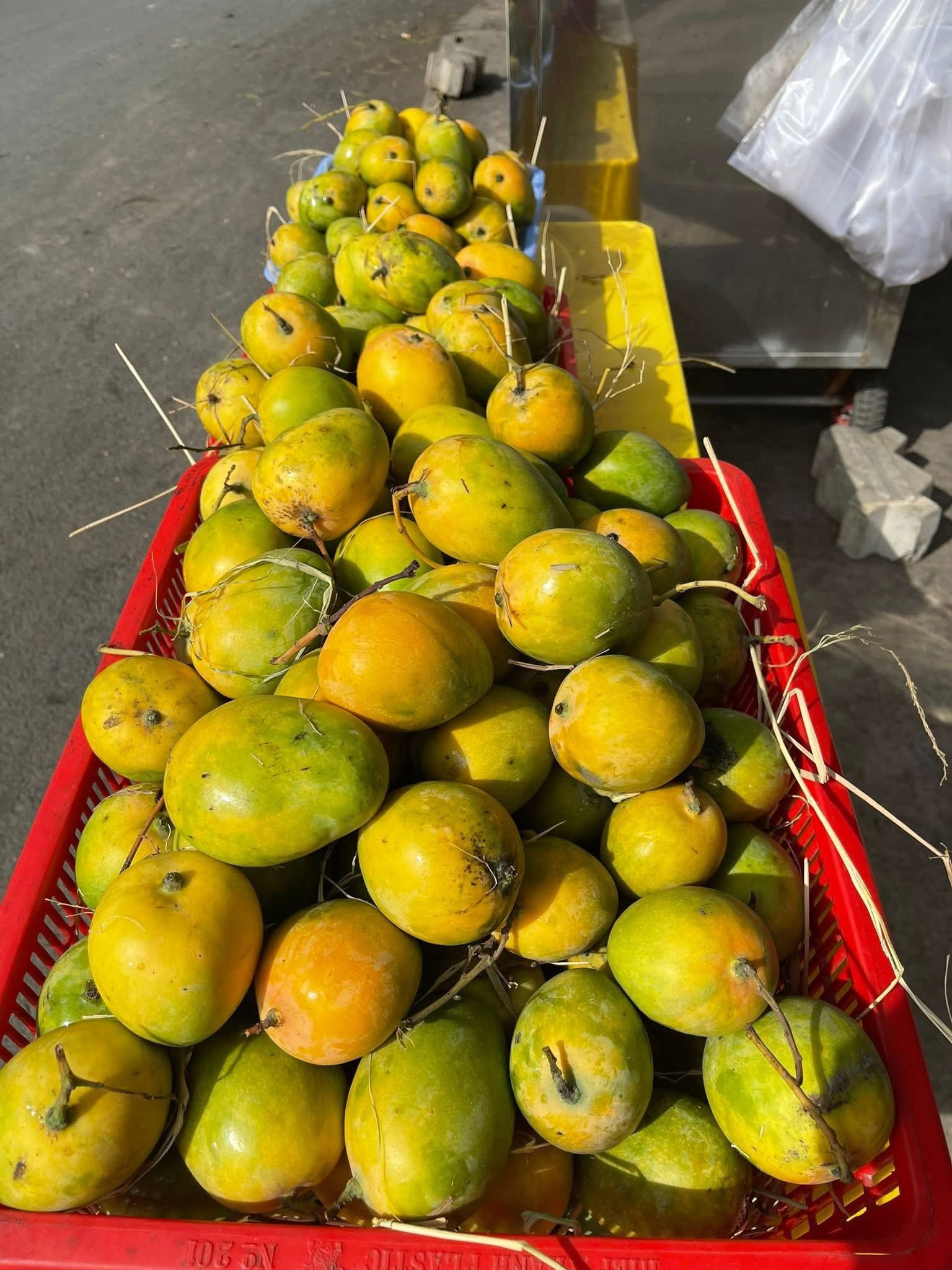 SUOI TO MANGO – VIETNAM | FRESH LOCAL MANGO FOR WHOLESALE & EXPORT 2