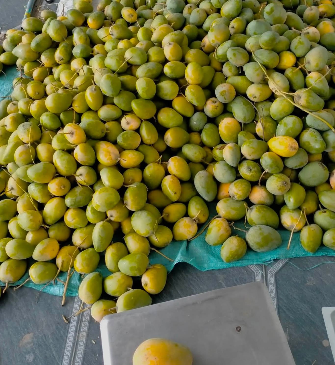 SUOI TO MANGO – VIETNAM | FRESH LOCAL MANGO FOR WHOLESALE & EXPORT 3