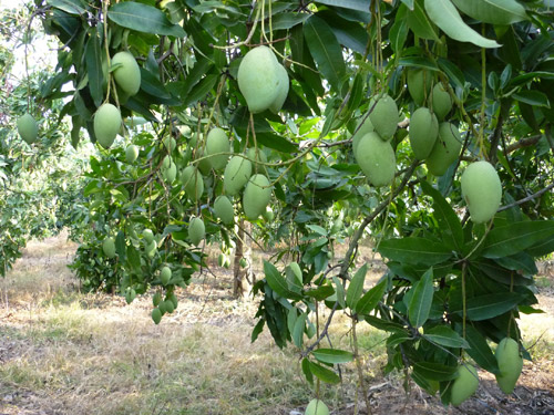 SUOI TO MANGO – VIETNAM | FRESH LOCAL MANGO FOR WHOLESALE & EXPORT 4