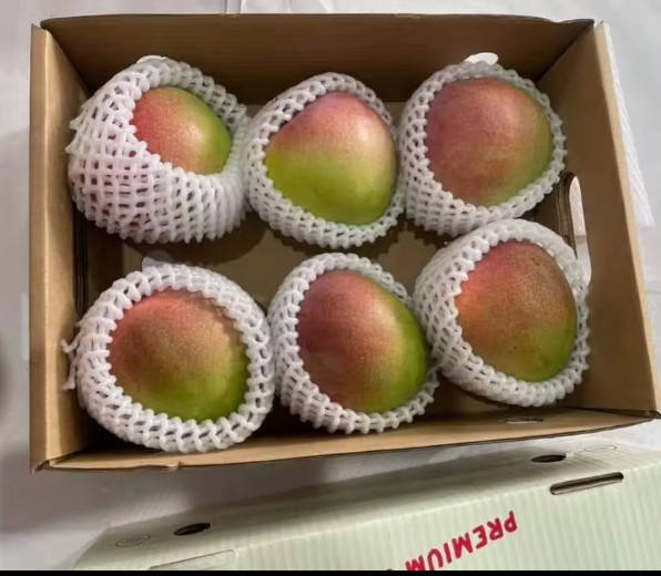 FRESH VIETNAMESE MANGO – VIETNAM | WHOLESALE TROPICAL FRUIT SUPPLY 2