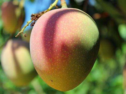 FRESH VIETNAMESE MANGO – VIETNAM | WHOLESALE TROPICAL FRUIT SUPPLY 3