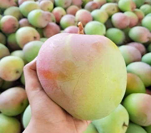 FRESH VIETNAMESE MANGO – VIETNAM | WHOLESALE TROPICAL FRUIT SUPPLY 4