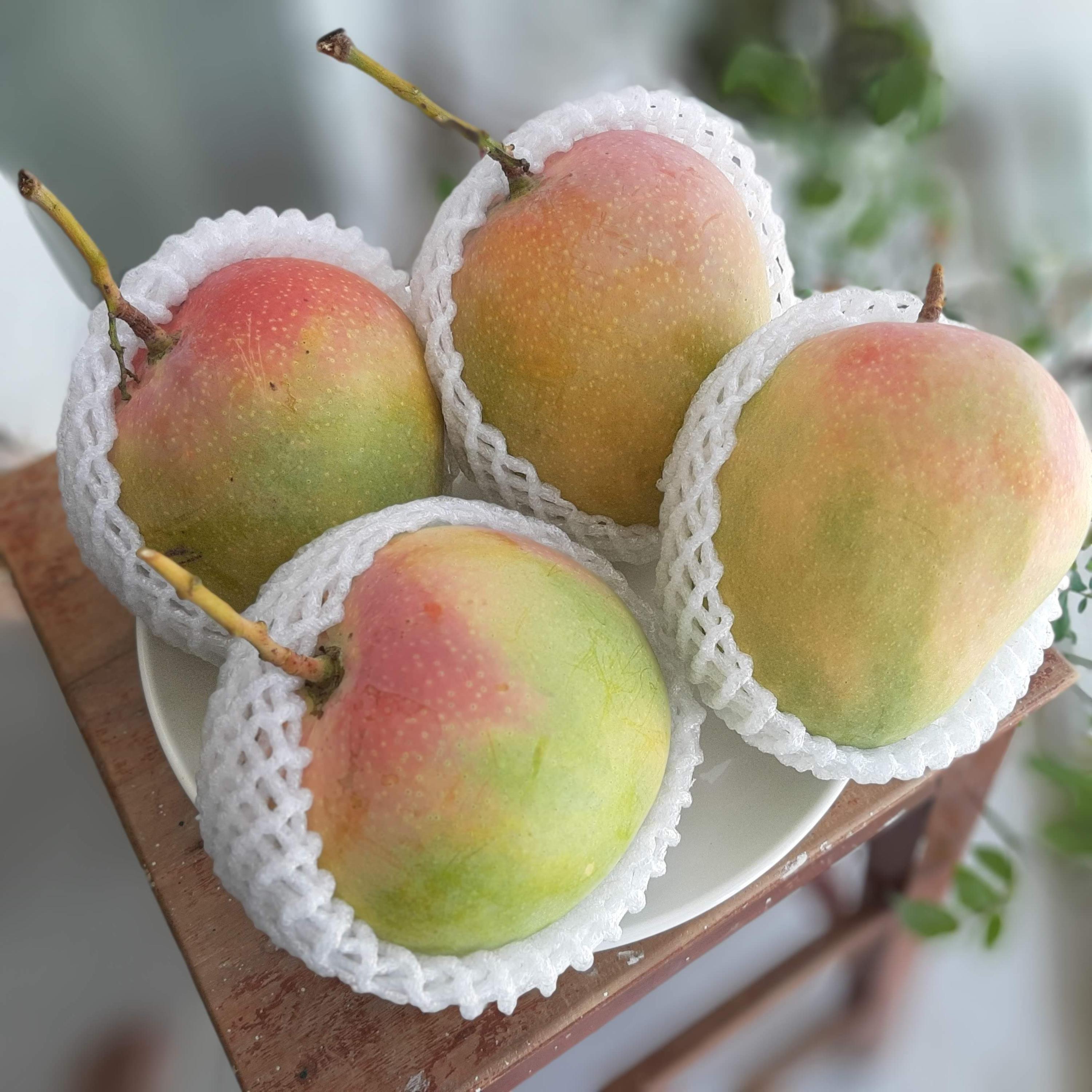 FRESH VIETNAMESE MANGO – VIETNAM | WHOLESALE TROPICAL FRUIT SUPPLY