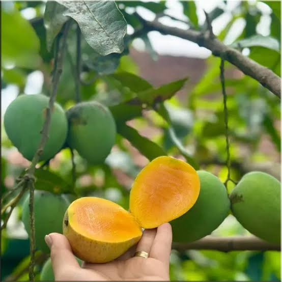 YEN CHAU TRUNG MANGO – VIETNAM | FRESH LOCAL SPECIALTY MANGO FOR WHOLESALE & EXPORT