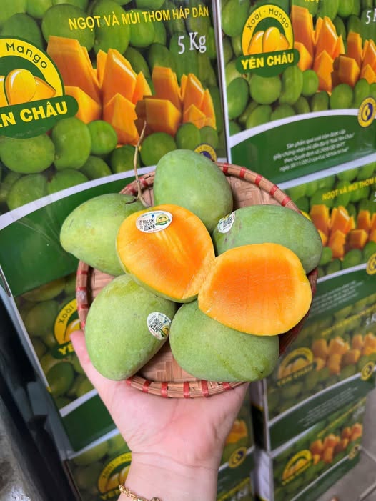 YEN CHAU TRUNG MANGO – VIETNAM | FRESH LOCAL SPECIALTY MANGO FOR WHOLESALE & EXPORT 2