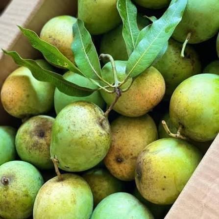 YEN CHAU TRUNG MANGO – VIETNAM | FRESH LOCAL SPECIALTY MANGO FOR WHOLESALE & EXPORT 3
